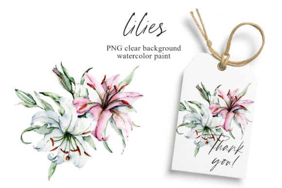 Download Pink and White Flowers Lilies, PNG. - Premium Bundle