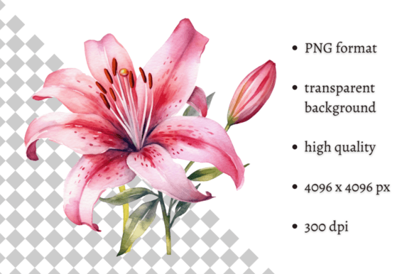 Download Watercolor Pink Tiger Lilies Clipart - Premium Bundle